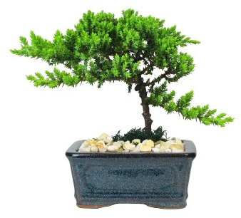 Eve's Petite Japanese Juniper Bonsai Tree, 4 Years Old, Planted in 5 Inch Ceramic Container