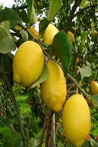 pianta di limone albero di limone in vaso pianta vera di limone da mangiare età 2 anni venduta da eGarden.store (lunario o 4 stagioni)