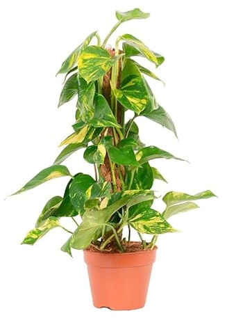 Potos Tutor Natural Planta de Potho Ideal para Crear un Ambiente Sereno y Natural