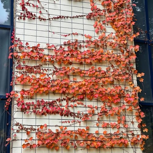 300 piezas Semillas de plantas enredaderas de Virginia, plantas trepadoras, plantas resistentes y decorativas Plantas trepadoras - Parthenocissus tricuspidata, semillas de variedades