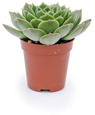 DECOALIVE Echeveria Agavoides Miranda Mini Rosa de Alabastro 5cm Natural