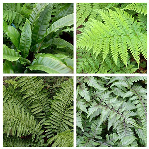 Outdoor Garden Fern Plants Mix - 6 Large Plants Pack 20/25 cm Height - Asplenium - Crytomium - Dryopteris Ready to Plant - Shade Loving