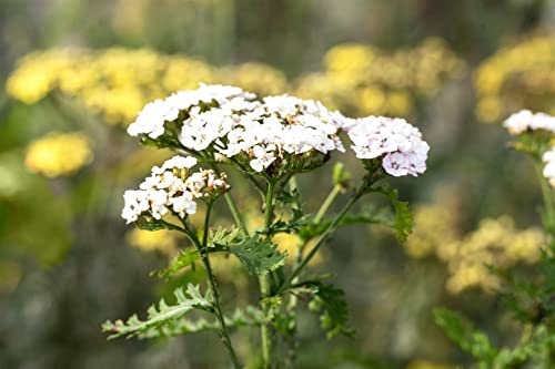 Achillea millefolium 'White Beauty' 9x9 cm Topf – Winterhart, Mehrjährig, Pflegeleicht – Schafgarbe – Staude für Beet & Rabatte