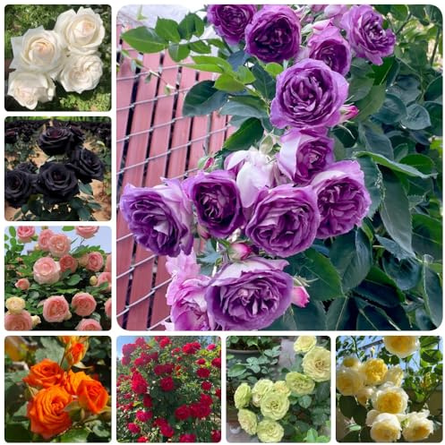RosenSamen, garten pflanzensamen wildblumensamen alte sorten pflanzensamen geschenk stauden winterhart mehrjährig 800pcs