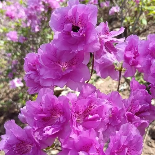 semi di rododendro - Decorazione da giardino con selvatici per esterni, azalea resistente del soggiorno, balcone rare 10pcs