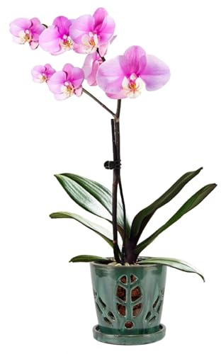 W&W Orchid Pot with Holes and Saucer for Repotting, Green Mix, 5.5 Inch