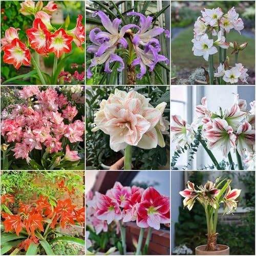 Bulbo di Amaryllis - Decorativo per la copertura del terreno, bulbi primaverili per balconi e aiuole rialzate, resistenti bulbi da esterno, 2 pezzi