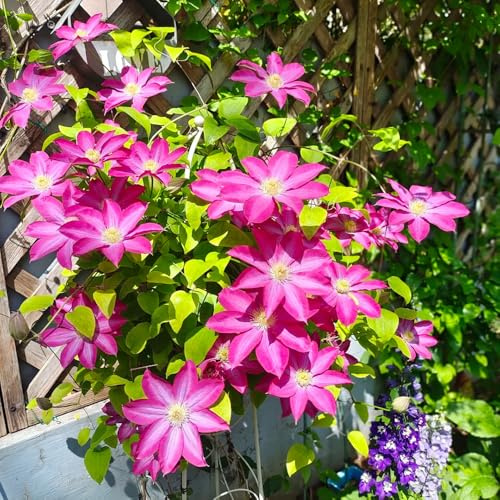 Clematis, blumenzwiebeln seltene Clematis florida, Kletterpflanze, stauden winterhart mehrjährig balkon 4Zwiebeln