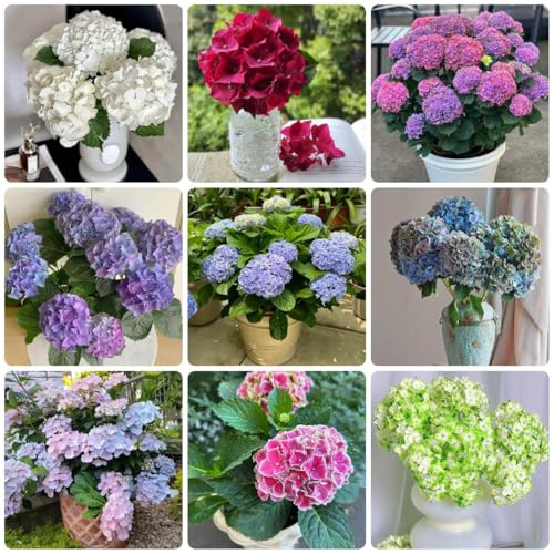 Semillas de hortensias, semillas decoración de jardín para exterior regalos de jardín para mujeres 500pcs