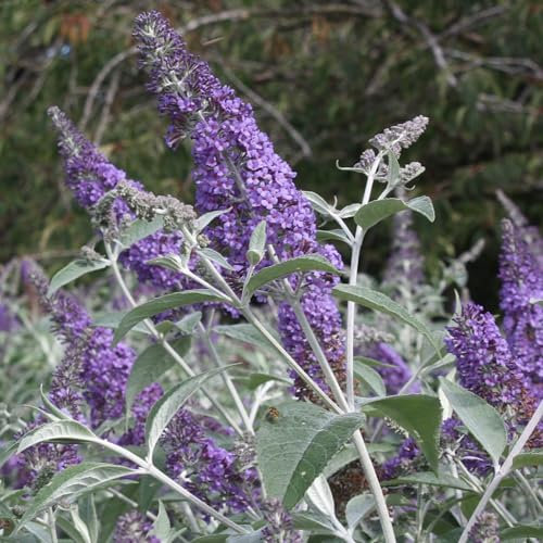 Pianta vera di Buddleja Lochinch - Diametro Vaso Ø 18 cm