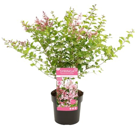 Bloomique - Syringa Bloomerang Parfum Rose - Lilas - Lilas nain - Fleurs roses - Plantes jardin - Rustique - Hauteur 50-70 cm - Pot 19 cm