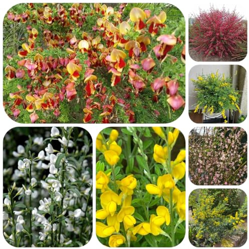 ginstersamen wohnzimmer deko ginster steingartenpflanzen winterhart hochbeet blühende schnittblumen kletterpflanzen 300pcs