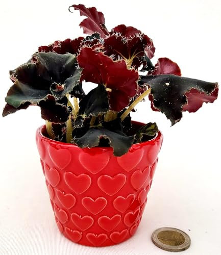 POWERS TO FLOWERS - BEGONIA REX NERA, JUNGLE BLACK IN VASO CUORI, ideale per scrivania, pianta vera