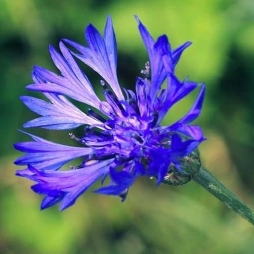 kiskick Züchten Sie Ihre eigenen Gemüsesamen – 50 Stück/Beutel, einjährige Blumensamen voller Vitalität, blaue, umweltfreundliche Centaurea Cyanus-Samen zum Pflanzen Kornblumensamen