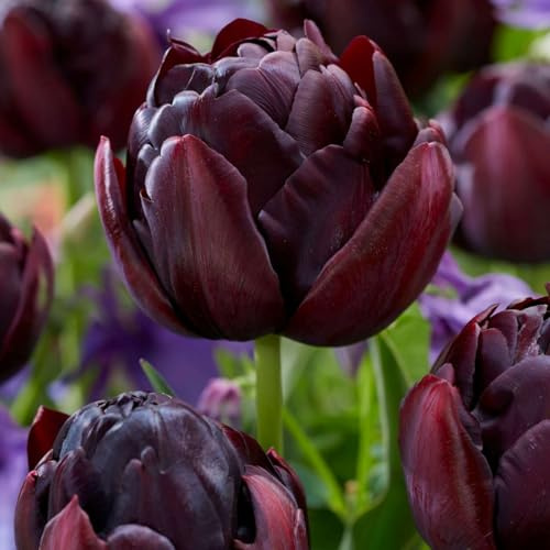Plant in a Box - Tulpenzwiebeln - 15 Stk - Tulipa 'Black Hero' - Blumenzwiebeln - Mehrfarbig