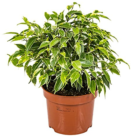 Bloomique - Ficus Benjamina Kinky - Fiorello piangente - Pianta da interno - Disinquinante - Facile da pulire - Altezza 20-30 cm - Vaso 12 cm