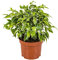 Bloomique - Ficus Benjamina Kinky - Figuier pleureur - Plante d’intérieur - Dépolluante - Facile d’entretien - 20-30 cm de Haut - Pot 12 cm