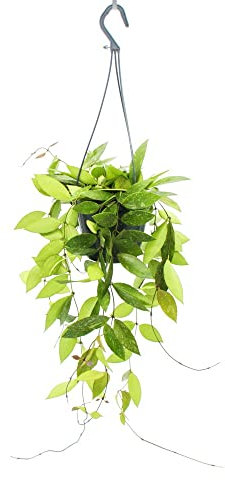 exotenherz Zimmerpflanze zum Hängen - Hoya gracilis - Porzellanblume - Wachsblume - 14cm Ampel