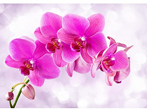 Runa Art Carta da parati fotografica fiori di orchidea Moderno Vello Soggiorno Camera Da Letto Sala - Made in Germany - rosa 9012010a
