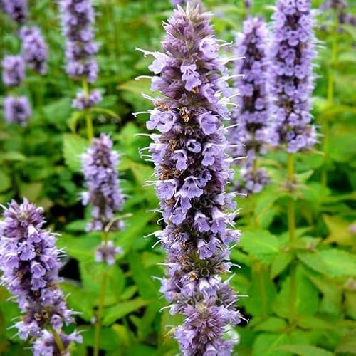 Pianta vera di Agastache Blue Fortune - Diametro Vaso Ø 14 cm