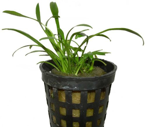 5 Töpfe Cryptocoryne parva, Wasserpflanzen, Aquarienpflanzen