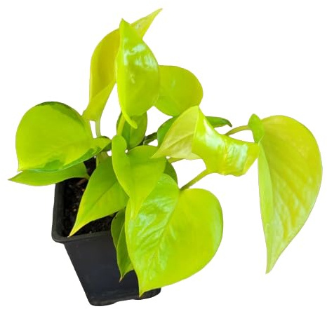 Potho Amarillo - Planta de Interior con Hojas Colgantes Naturales