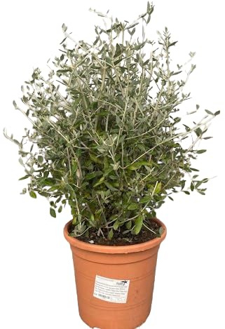 Olivilla Natural Arbusto Perenne para Jardines con Mantenimiento Sencillo