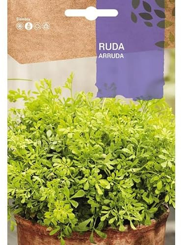 Semillas de Ruda Natural para Proteger el Hogar e Infusiones