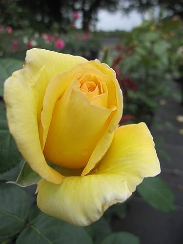 Rosa Avec Amour ® - Edelrose Avec Amour ® - Tantau Rose