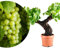 Meine Orangerie - Esclusiva vite Vitis Vinifera a forma di bonsai – Vite premium – bonsai per interni ed esterni facile da pulire – pianta decorativa e durevole per casa e giardino (diametro 22 cm)