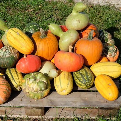 400 piezas Semillas de calabaza orgánicas, semillas de jardín semillas variedades antiguas semillas de calabaza, semillas de calabaza ornamentales, semillas de camas elevadas regalos
