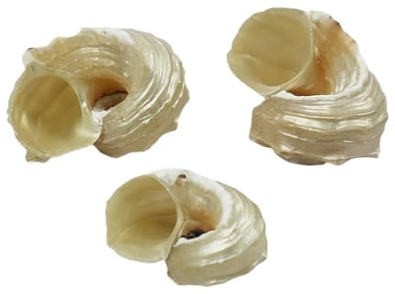Coquilles de mer Coquilles de mer mixtes, Coquillages for l'artisanat Coquillages décoratifs de grande taille Spécimen de mer Coquillages naturels Collection for ornements