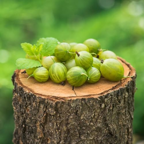 semi di ribes, regali per gli amanti del giardino fresca rari da nani resistenti serre balcone vecchie varietà giardino 150pcs