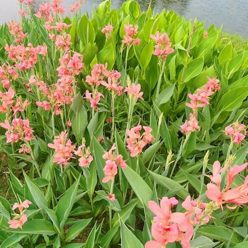 5bulbi tuberi di canna indica resistenti all'esterno di gigli di canna da balcone, decorazioni da giardino per esterno