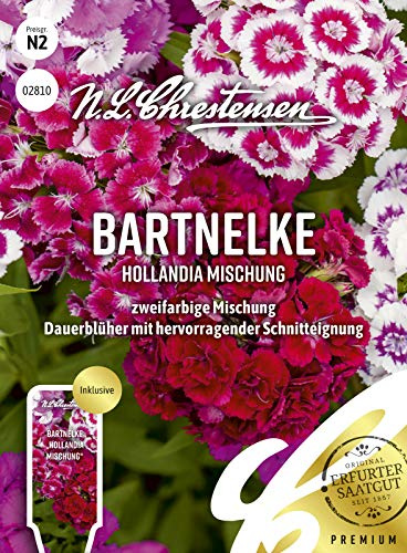 Bartnelke Hollandia Mischung Samen, Saatgut