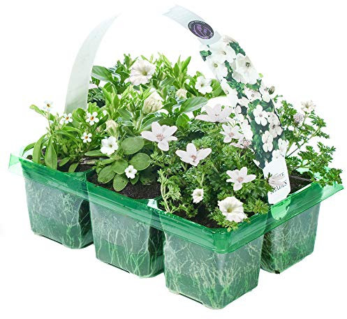 White Shades | Mix of Hanging Basket Plants for Borders Pots Containers | (6 Pack)