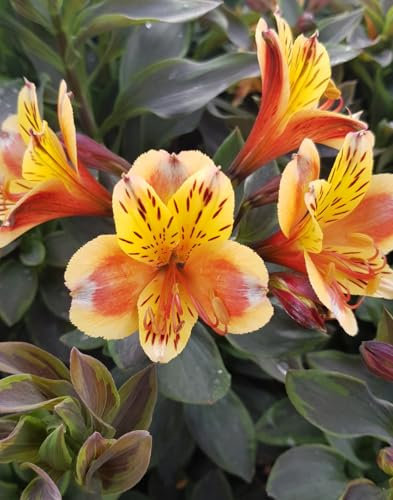 Alstroemeria x GARDEN SUMMER BREEZE® / Lys des Incas/Conteneur de 3 à 4 litres/Vivace
