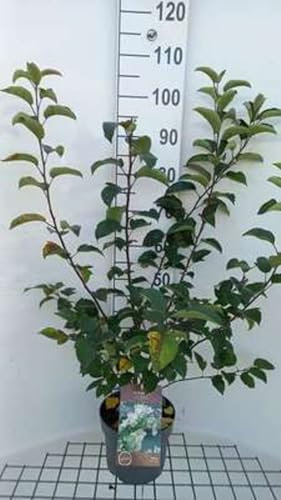 Malus hybr. 'Perpetu'® ('evereste'®) - Pommier D'Ornement 'Evereste' 'Perpetu',Pommier À Fleurs 60-80 cm en pot
