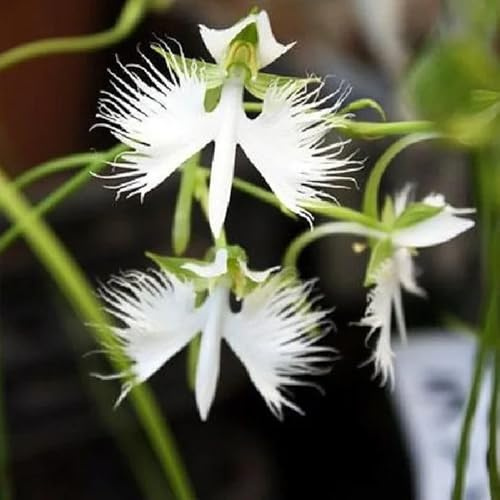 Semillas de Habenaria Radiata, Las perennes son perennes resistentes Semillas de orquídeas, Pecteilis radiata, exóticas 300pcs