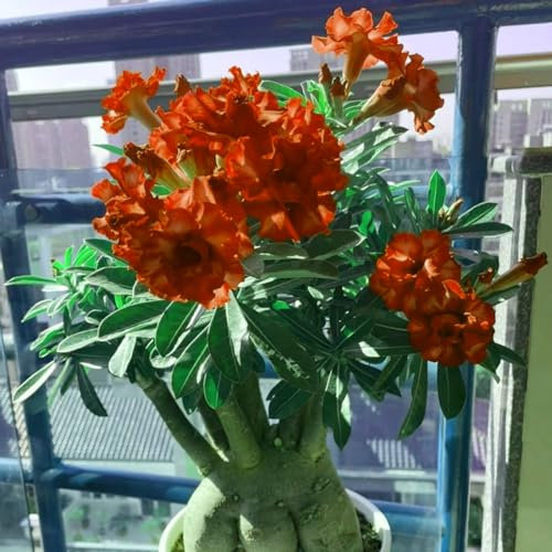 Wüstenrosen zwiebeln – leuchtende Farben -wüstenrosensamen -wüstenrosensamen -wüstenrose samen – Pflanzen -Extrem kältetolerant