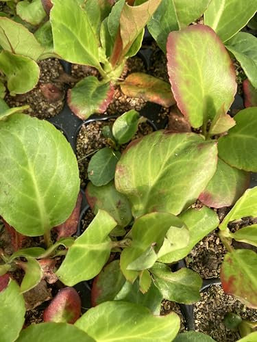 Two Bergenia cordifolia (Bare Root Plants) Free UK Postage