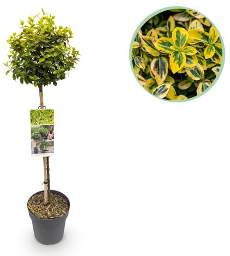 GreenboutiQ - Gartenpflanze - Euonymus fortunei Emerald n Gold - Stamm-Pflanze - Terrassenpflanze - Immergrün - Wenig Pflegeaufwand - Topf 19cm Höhe 90cm
