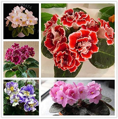 seedsown Keimfutter: Mischung: 50 Samen Usambaraveilchen Samen Mischfarben Blumen Saintpaulia Ionantha Garden BO