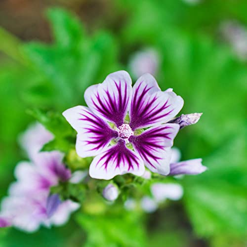 semi di malva selvatica - in resistenti da giardino rocciose d'appartamento decorazione soggiorno 300pcs