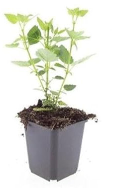 Agastache « Blue Glück », 10-25 cm, Ø 9 cm, 60 x