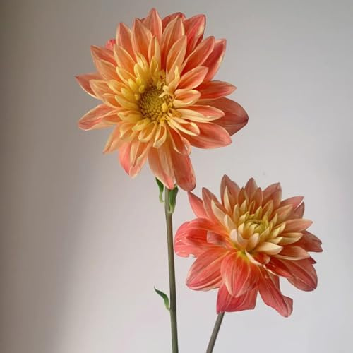 9bulbi di dalia di precoci di tuberi di dalia da giardino resistenti perenni esotiche, autunnali, primaverili