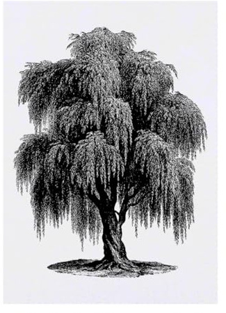 Azeeda 'Old Willow Tree' Temporary Tattoo - Water Resistant, Skin-Safe, Non-Toxic Transfer (TO00094813)