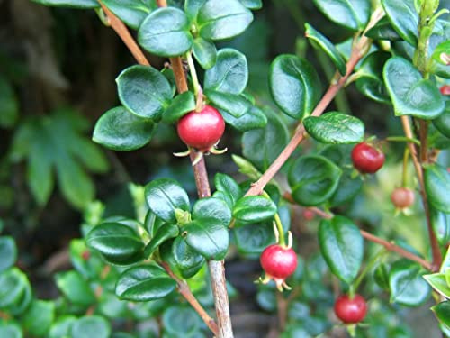 20 Ugni Molinae Plant Seeds | Chilean Guava Fruit Bush | Strawberry Myrtle Shrub Seed