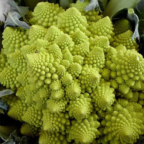 Plant World Seeds - Cauliflower Romanesco Seeds (Vegetable Seeds)