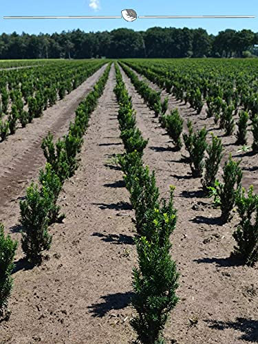 Fruchtende Bechereibe Taxus Hicksii 40-50 cm im Topf. 15 Eibe Heckenpflanzen